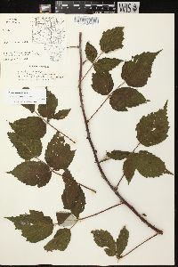 Rubus occidentalis image