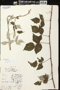 Rubus occidentalis image