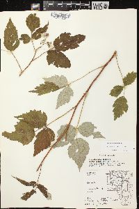 Rubus occidentalis image