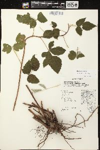 Rubus occidentalis image