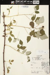 Rubus occidentalis image