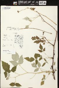 Rubus occidentalis image