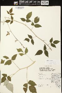 Rubus occidentalis image