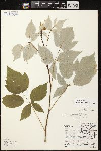 Rubus occidentalis image