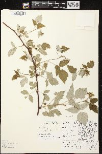 Rubus occidentalis image