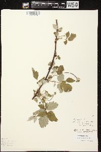 Rubus occidentalis image