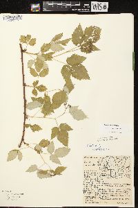 Rubus occidentalis image