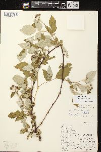 Rubus occidentalis image