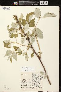 Rubus occidentalis image