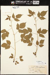 Rubus occidentalis image