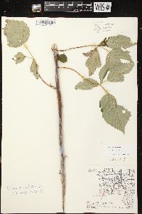 Rubus occidentalis image