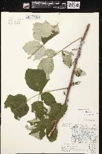 Rubus occidentalis image