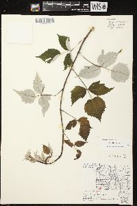 Rubus occidentalis image