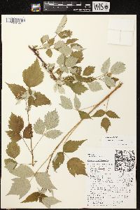 Rubus occidentalis image