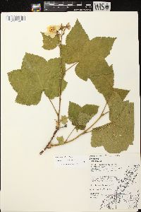 Rubus parviflorus image