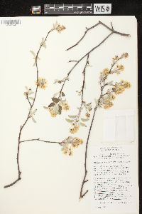 Amelanchier spicata image