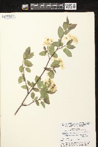 Amelanchier spicata image