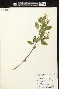 Amelanchier spicata image