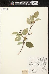 Amelanchier spicata image