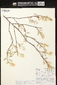 Amelanchier spicata image