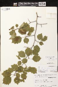 Crataegus macrosperma image