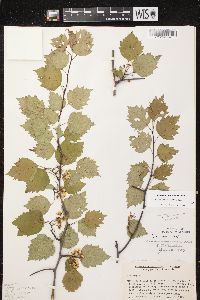 Crataegus macrosperma image