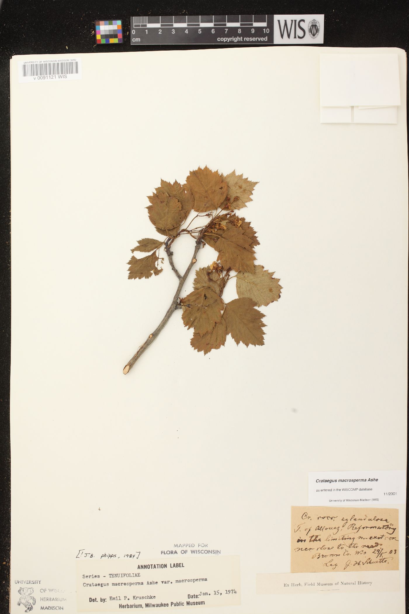 Crataegus macrosperma var. macrosperma image