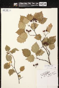 Crataegus macrosperma image