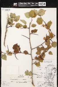 Crataegus macrosperma image