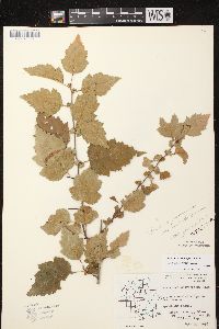 Crataegus macrosperma image