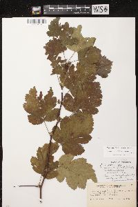 Crataegus mollis image