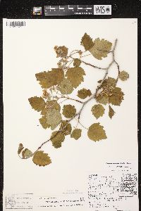 Crataegus mollis image