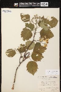 Crataegus mollis image