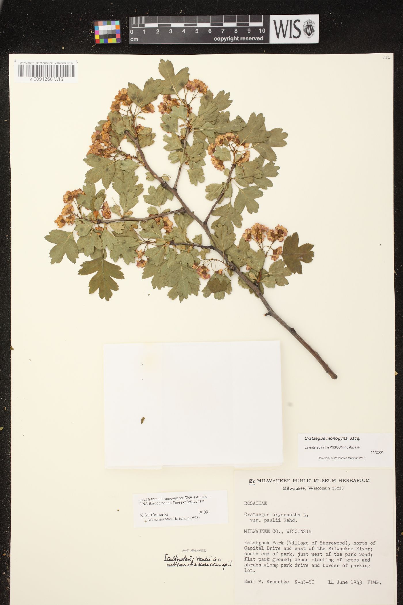 Crataegus monogyna var. monogyna image