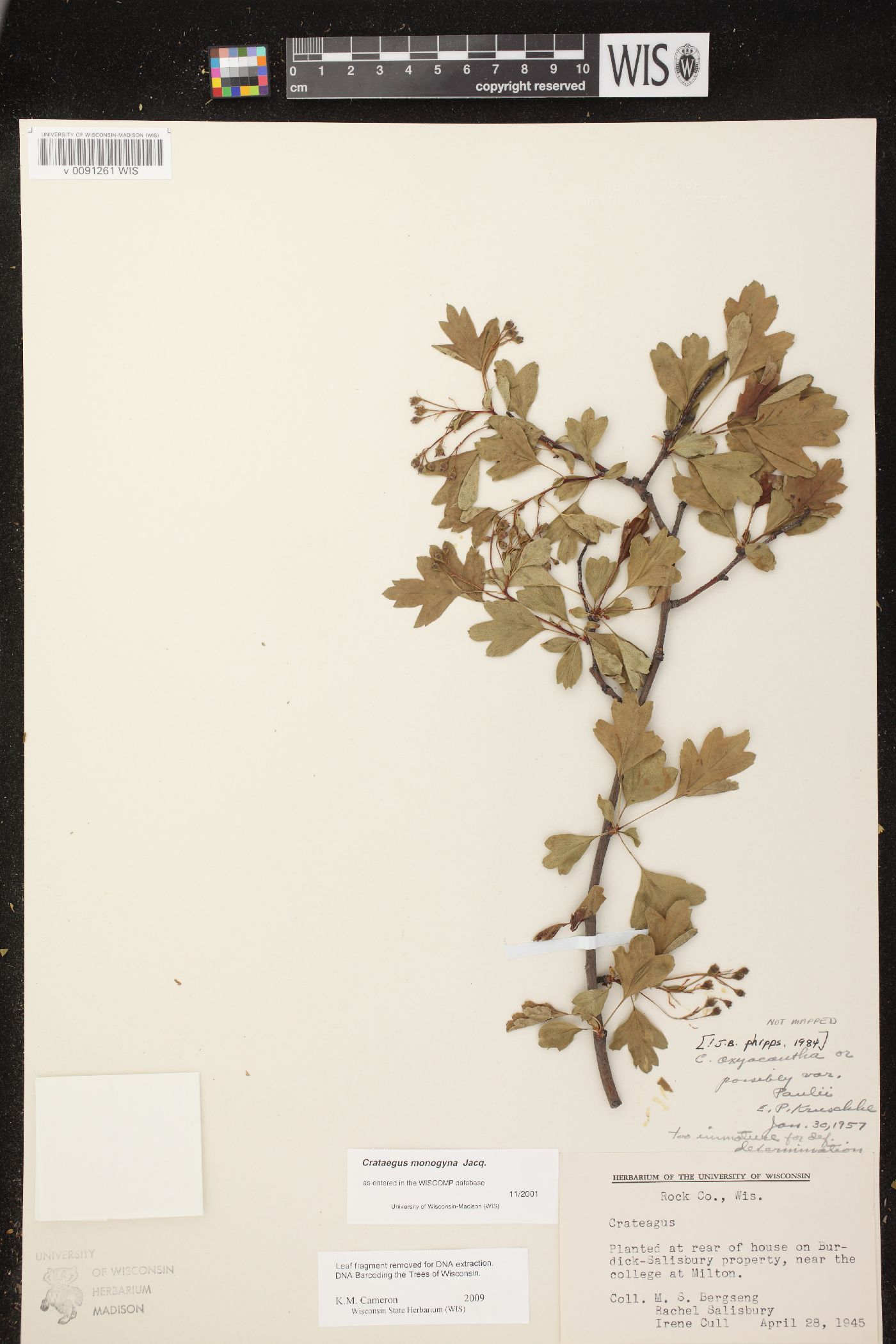 Crataegus monogyna var. monogyna image