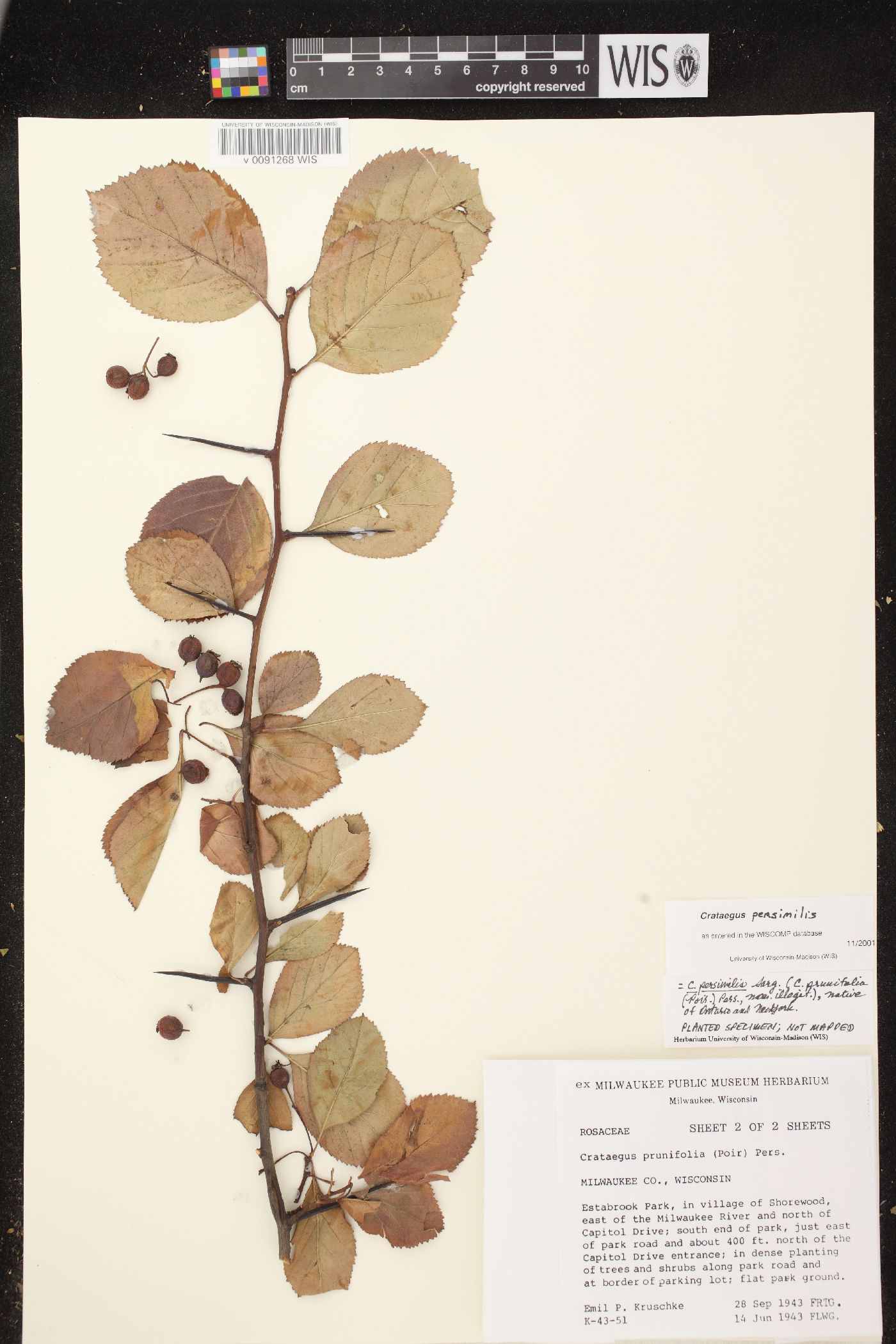 Crataegus persimilis image