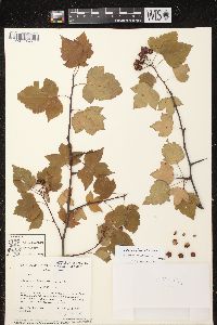 Crataegus phaenopyrum image