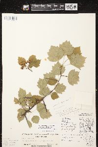 Crataegus pruinosa image