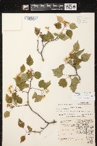 Crataegus pruinosa var. pruinosa image