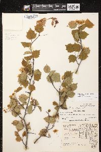 Crataegus pruinosa var. pruinosa image