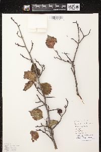 Crataegus pruinosa var. pruinosa image