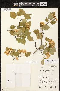 Crataegus pruinosa var. pruinosa image