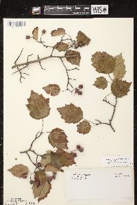 Crataegus pruinosa image