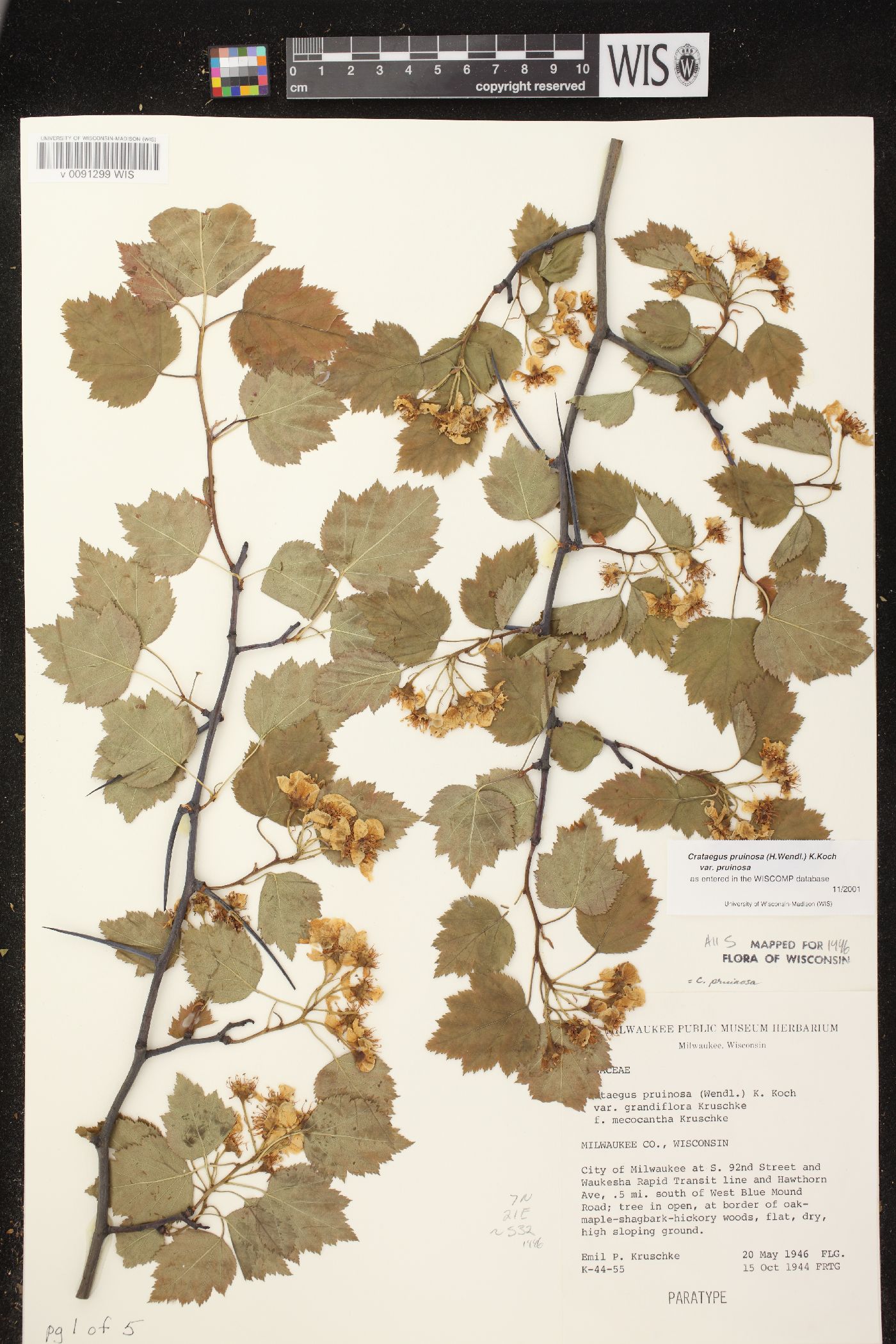 Crataegus pruinosa var. pruinosa image