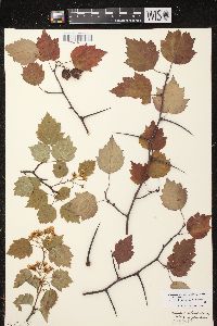 Crataegus pruinosa image