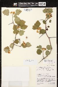 Crataegus pruinosa image