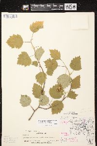 Crataegus pruinosa image