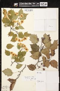 Crataegus pruinosa image