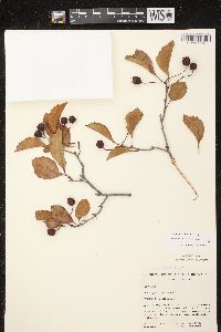 Crataegus punctata image