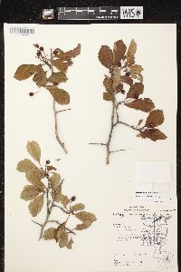 Crataegus punctata image